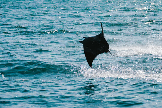 mobula ray leaping out of water