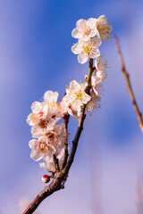 blooming plum tree(@YoshinoPark,Kagoshima-City,Japan)