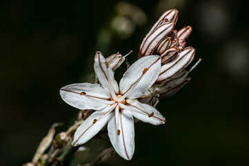 Obraz premium Asphodel Photographed in the Countryside of Sardinia with Selective Focus, Blurred Background and Small Depth of Field