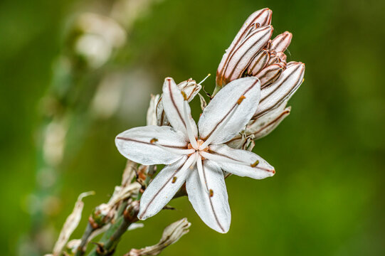 Asphodel Photographed in the Countryside of Sardinia with Selective Focus, Blurred Background and Small Depth of Field