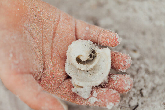 A child's hand holding a sandy broken seashell