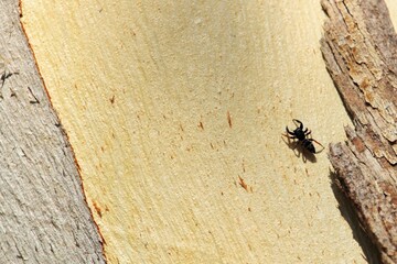 Jovial Jumping Spider (Apricia jovialis) on eucalypt trunk, South Australia