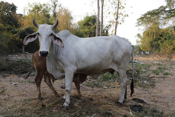Mother and child cows together.