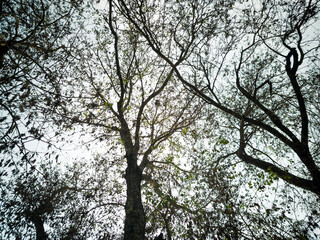 branches of a tree