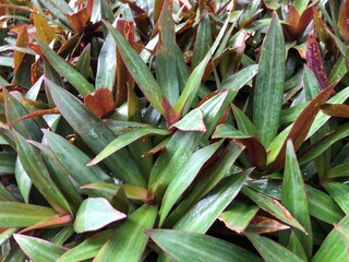 close up of a cactus