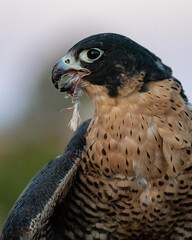 Un halcón peregrino adulto masculino comiendo un animal que cazo en el Gran cañon en el estado de Arizona de Estados Unidos