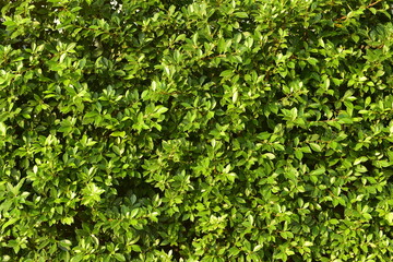 Fototapeta na wymiar background leaf green light morning.