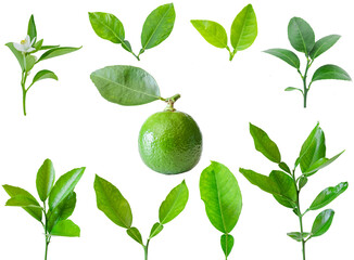 Collection of isolated Lime with leaves on a white background