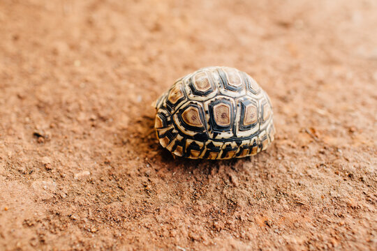 young tortoise hiding in shell in Tanzania