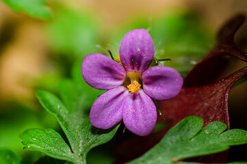 Geranium San Roberto Photographed in Sardinia, Purple Geranium, Macro Photography