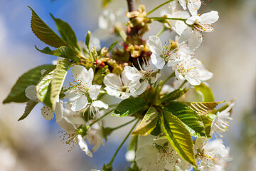 spring flowers in the garden