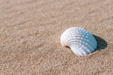 Summer sale with seashells, starfishes on sand ocean beach background. Tranquil beach scene with copy space.
