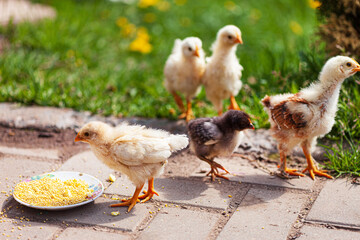 young chickens in the garden