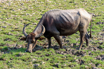 Water buffalo grazing grass in field