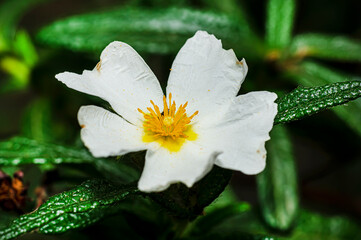 Close Up Macro Photography of Cistus Flower in Nature Sardinia