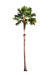 Palm tree isolated on white background