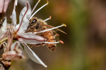 Bee on Asphodel Flower in Sardinia, Macro Photofgraph, Close Up
