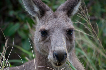 Australian Eastern Grey Kangaroo