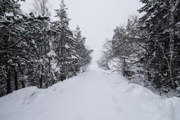 Musko, Sweden A road in the forest during a blizzard.