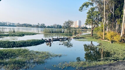 Fototapeta premium this is a picture of huge logs floating in a lake