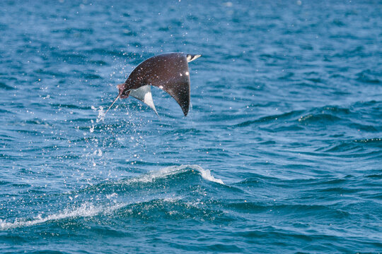 mobula ray leaping out of water