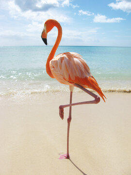 Pink flamingo on the beach