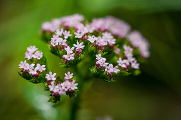 Common Valerian Photographed in Sardinia, Valeriana Officinalis, Macro Photpgraphy