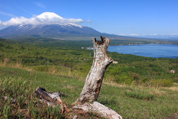 Fototapeta premium 山中湖と冨士山 明神山からの眺め。山中湖の東にある明神山から、山中湖と富士山を一望する。春、手前の草原も緑に草が大地を彩る。目の前には一本の朽木。