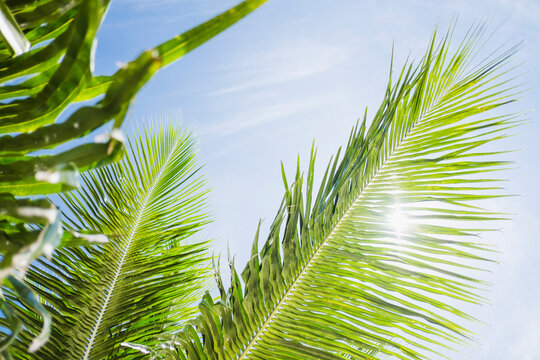 Palm tree leaves against sky