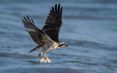 Obraz premium An osprey fishing in Florida 