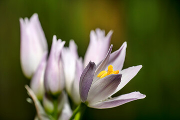 Wild Garlic Flower, Allium Ursinum, Sardinia, Macro Photography, Close Up