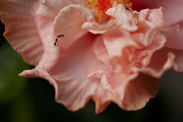 two ants explore a flower