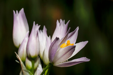 Obraz premium Wild Garlic Flower, Allium Ursinum, Sardinia, Macro Photography, Close Up