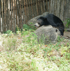 The asiatic black bear is laying on the rock with bamboo fence background