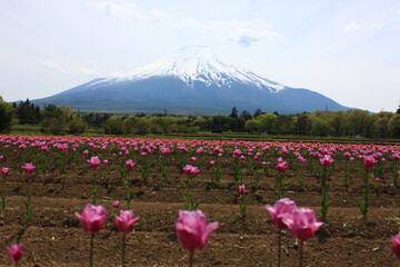 Fototapeta premium 花畑と冨士山。チューリップ畑の向こうに雪をかぶった富士山が見える。山中湖「花の都公園」より。