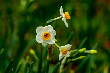門司のスイセン