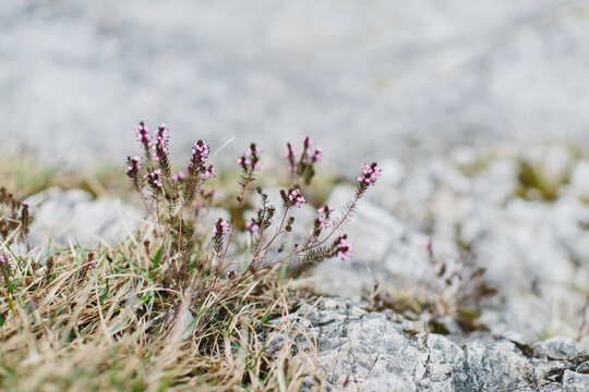 Close up on little flowers among hard rocks