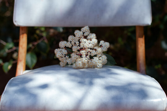 A sprig of tiny white flowers