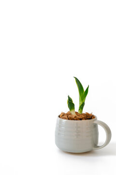 Growth twin Sansevieria Trifasciata Golden Hahnii air purifying plant, Vertical isolated over white background.