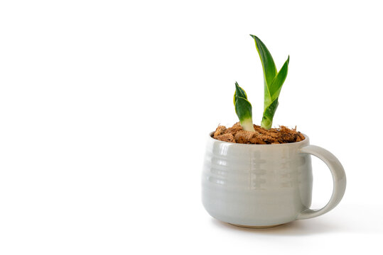 Growth twin Sansevieria Trifasciata Golden Hahnii air purifying plant, Horizontal isolated over white background.