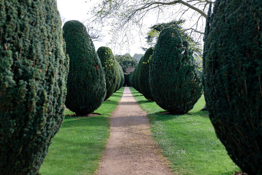 Pathway and row of Yew trees