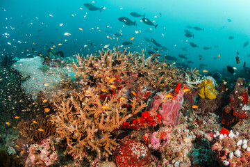 Underwater photography, coral reef ecosystem surrounded by tropical reef fish. Colorful reef scene, deep blue water, vibrant reef life