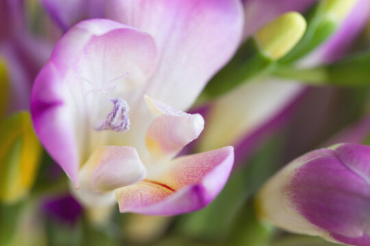 Macro of vibrant freesia flower blooms