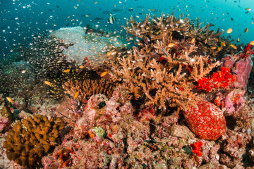 Underwater photography, coral reef ecosystem surrounded by tropical reef fish. Colorful reef scene, deep blue water, vibrant reef life