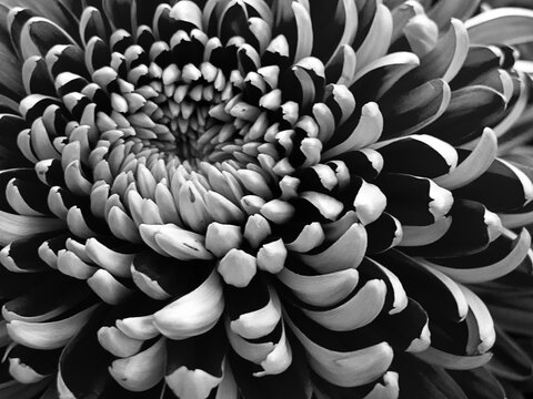 chrysanthemum closeup in black and white