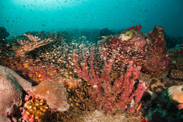 Naklejka na ściany i meble Underwater photography, coral reef ecosystem surrounded by tropical reef fish. Colorful reef scene, deep blue water, vibrant reef life
