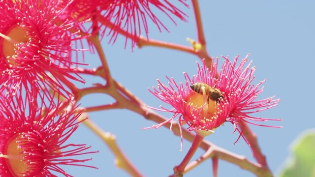Honey bee pollinating flowering gum tree flower. Myrtle family tree. Australia.