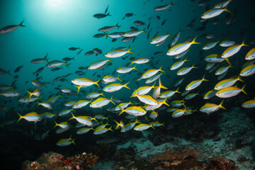 Naklejka na ściany i meble Underwater photography, coral reef ecosystem surrounded by tropical reef fish. Colorful reef scene, deep blue water, vibrant reef life