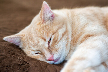 sleeping on the couch red cat close up