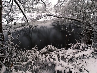 forest in winter